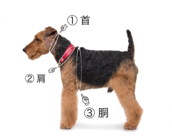 Mmsu Haオリジナル犬用革胴輪 ハーネスオーダーメニュー Leather Harness レザーハーネス 胴輪 最高級牛革を使用